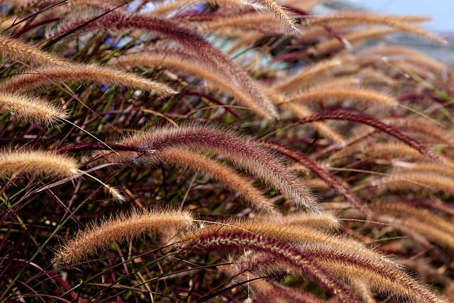 Exploring the Science and Mystique of Levitating Plants