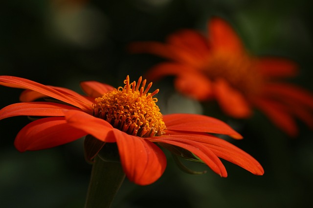 Exploring the Magic of Levitating Plants: A Scientific and Historical Overview