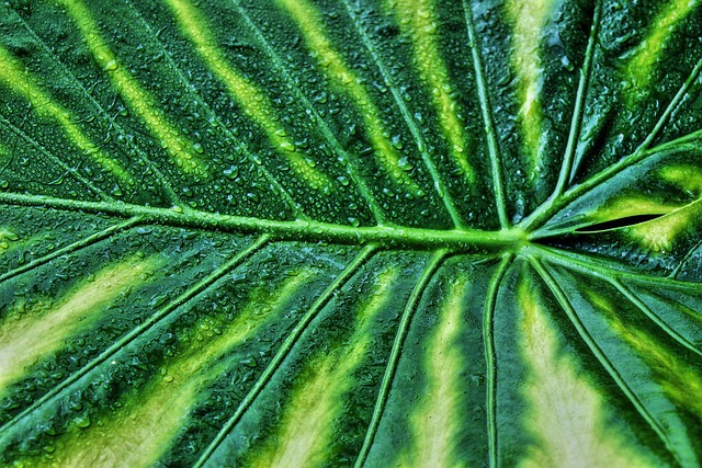 Exploring the Science of Levitating Plants: A New Era in Botanical Innovation