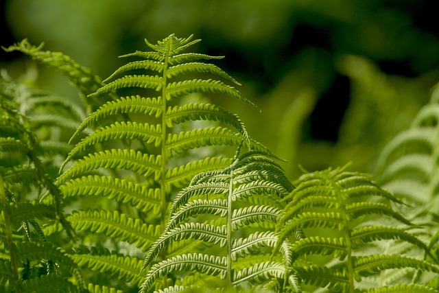 Exploring the Innovative World of Levitating Plants: A Fusion of Science and Design