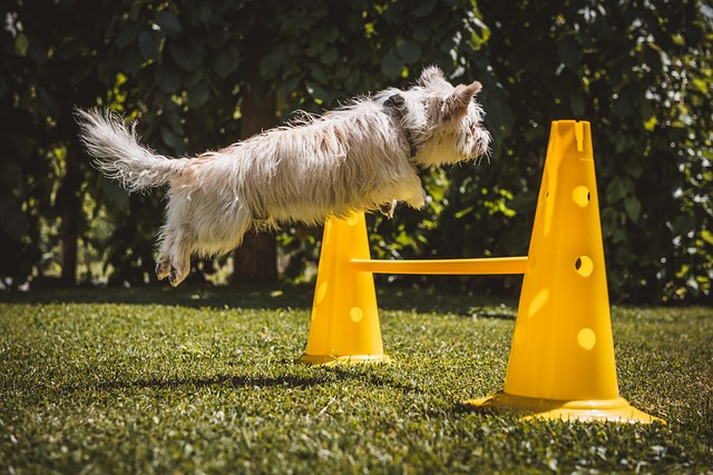 Enhancing Dog Training Success with Optimal Toys