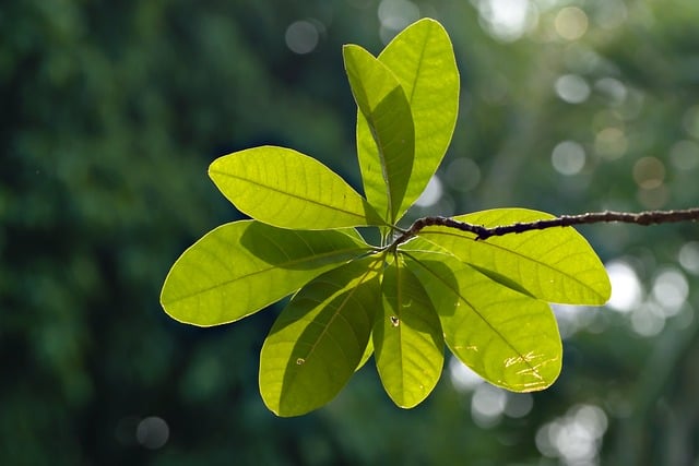 Harnessing Science and Biotech for Floating Greenery: A Guide to Levitating Plants