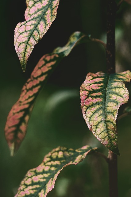 Exploring Levitating Plants: Science, Engineering, and Historical Perspectives