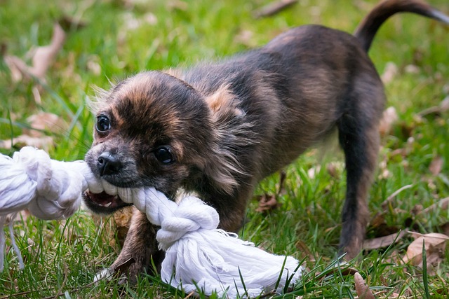 Rope Toy Legacy: From Pastimes to Playthings